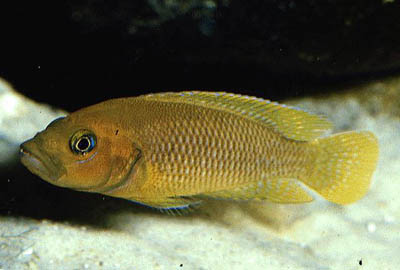 Neolamprologus niger